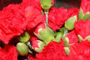 Armenian Authorities Confiscate Shipment of 'Pest Infested' Turkish Flowers