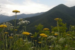 Քառօրյա շրջայցերի ընթացքում բնությանը հասցված մոտ 1 մլն դրամի վնաս է արձանագրվել