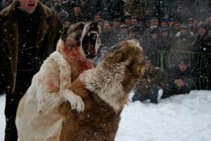 Dogfights