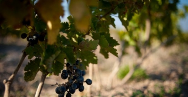 Armenian Government Backs Grape Growing and Winemaking Fund