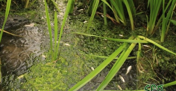 Hrazdan River Fish Kill Puzzles Environmentalists
