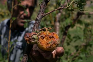 «Կարկուտից հետո որ գնացի այգիս տեսա, մտածեցի՝ ստեղ կմեռնեմ». Պռոշյանի բնակիչ