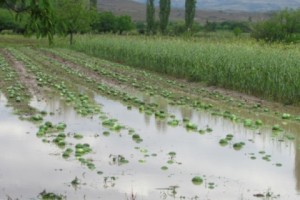 Գյուղնախարարությունը հորդորում է արագացնել բերքահավաքի աշխատանքները