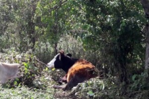 Foot-and-Mouth Disease in Lori? Ministry Conducting Tests