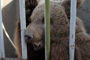 Animal Cruelty: Endangered Brown Bear Cub a Yerevan Neighborhood Attraction