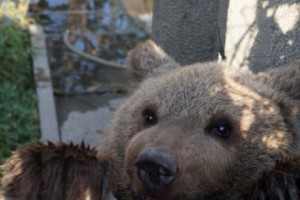 Инспекторы Минэкологии не смогли найти медвежонка и обратились в полицию