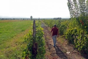 «Վեդի Ալկո»-ն չի մարել աղավնաձորցիների 140 մլն դրամ պարտքը