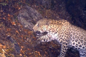 WWF Launches Program to Protect Caucasus Leopard in Armenia