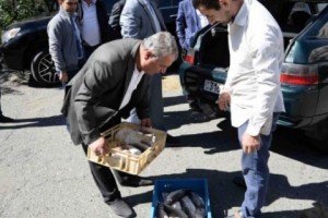 Բնապահպանության նախարարությունը առգրավել է շուրջ 112 կգ «սիգ» տեսակի տիրազուրկ ձուկ