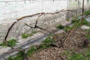 ՀՀ գյուղատնտեսության նախարարությունը հորդորում է սեղմ ժամկետում ավարտել այգեթաղը