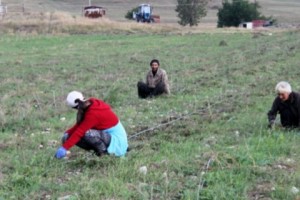 Կանայք և տղամարդիկ Հայաստանում. նրանց որ մասն է տնտեսապես ակտիվ
