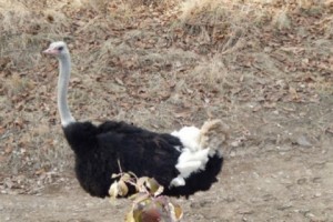 Ostrich Business in Armenia Goes Bust: Only Love Remains for Aslan and Nona