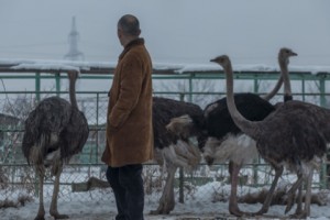 Surgeon Turned Ostrich Farmer in Armenia: Small Outfits Face Ruin Due to Big Operators