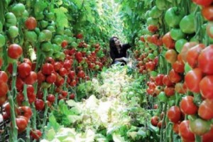 Ի՞նչ ներդրումներ են իրականացվելու Սյունիքում եւ Լոռիում