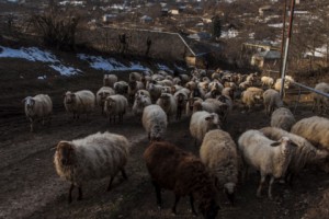 2016-ին անասնագողության դեպքերի թիվն աճել է