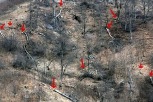 В национальном парке “Дилижан”  срублены деревья