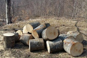 В национальном парке «Дилижан» не в состоянии пресекать вырубки со стороны местных 
жителей