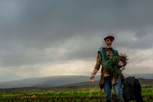 Armenia: Tarragon Farmers