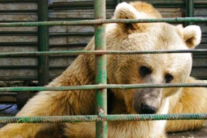 Bears Kept in Captivity Disappear After Alerts to Armenia’s Ministry of Nature Protection
