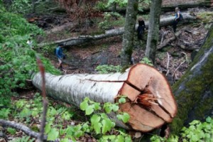 More Trees Chopped Down in Armenia’s Dilijan National Park
