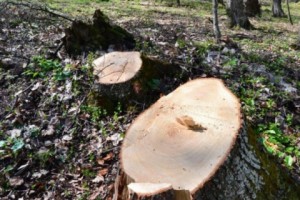 В Тавуше продолжают уничтожать лес
