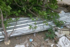 Незаконные вырубки деревьев в парке на проспекте Маштоца: полиция готовит материалы 
