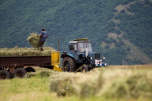 Կարմիր Աղեկիում ակտիվ խոտհունձ է, գյուղի ամենակրտսեր աշխատողը 6-ամյա Վրույրն է