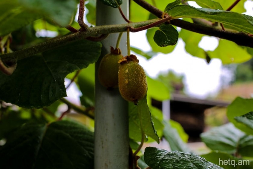 Kiwi Craze: Green-Thumbed Armenian Villager Grows Variety of Exotic Fruits