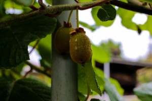 Kiwi Craze: Green-Thumbed Armenian Villager Grows Variety of Exotic Fruits