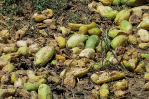 Arevik Village: Farmers Can’t Sell Crops; Use It to Feed Livestock