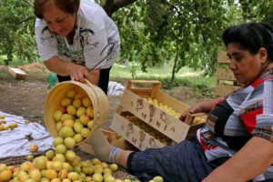 Ծիրանի բերքահավաքն Այգեզարդ գյուղում