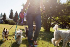 Animal Rights Group Proposes Dog-Friendly Areas in Yerevan