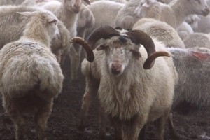 Favoritism Shears Competitors in Georgian Sheep Industry