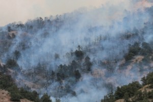 Armenian Ministry Calls on Public Not to Harm Animals Fleeing Wildfires