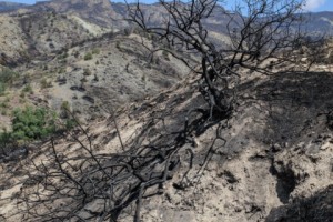 Armenia’s Khosrov Forest: Cause of Wildfires Yet Unclear; Differing Estimates of Hectares Destroyed