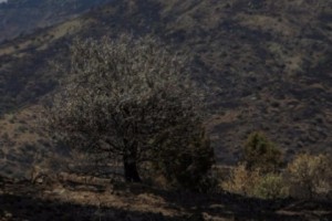Khosrov Forest Fire: Mopping-Up Operations Continue