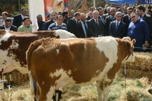 Քննչական կոմիտեի միջնորդագրով գյուղնախարարությունում ուսումնասիրություններ են սկսվել