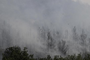 Продолжается пожар в бюраканском лесу