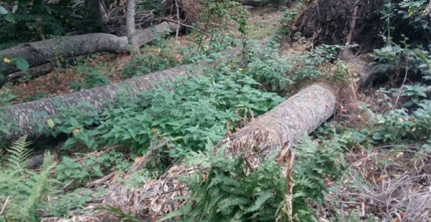 Новые вырубки в национальном парке “Дилижан” 
