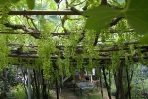 Մեկնարկել են խաղողի մթերումները