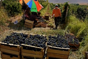 Քաղցրաշենում գյուղվարկերը և՛ անհրաժեշտություն են, և՛ գլխացավանք