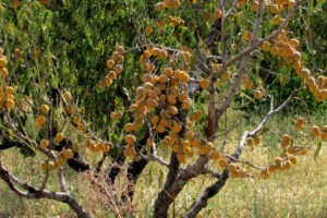 В Ленуги из отсутствия воды персики на деревьях засыхают 
