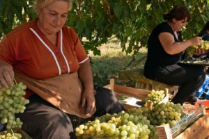 Сбор винограда в Кахцрашене