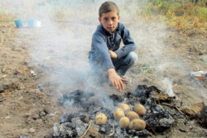Potato Harvest in Dzovak: Odds Stacked Against Small Scale Farmers