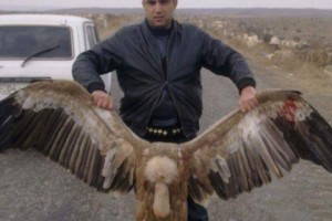 Shenavan Mayor Denies Killing Endangered Vultures