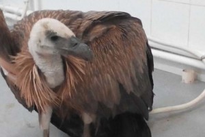 Injured Griffon Vulture Taken to Yerevan Zoo