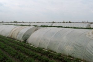 Վրացական պարարտանյութով չեն հետաքրքրվում
