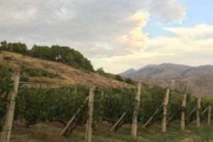 A Bottle of History: Preserving Armenia’s Winemaking Tradition