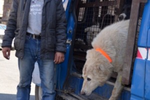 Controlling Stray Dogs: Yerevan Municipality Awards $235K Contract to Unigraf-X