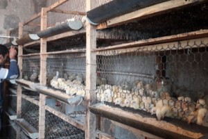 Breaking Stereotypes: Tired of Working in Russia, Hamlet Launches Successful Poultry Farm in Native 
Village